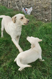 working labrador puppies for sale yorkshire